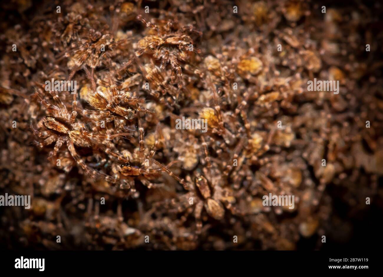 Apres Que Les Bebes D Araignee De Loup Spiderlings Femelles Eclosent De Leur Sac D œufs Elle Les Porte Sur Son Dos Jusqu A Ce Qu Ils Soient Prets A Chasser Pour Leur Propre Photo Stock
