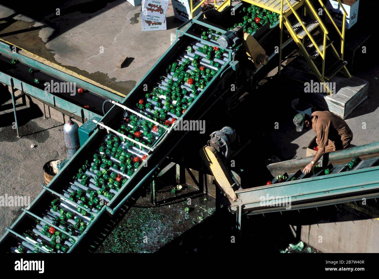 McAllen, Texas : poivrons verts et rouges que l'on vient de récolter à l'usine d'emballage du Texas du Sud. ©Bob Daemmrich Banque D'Images