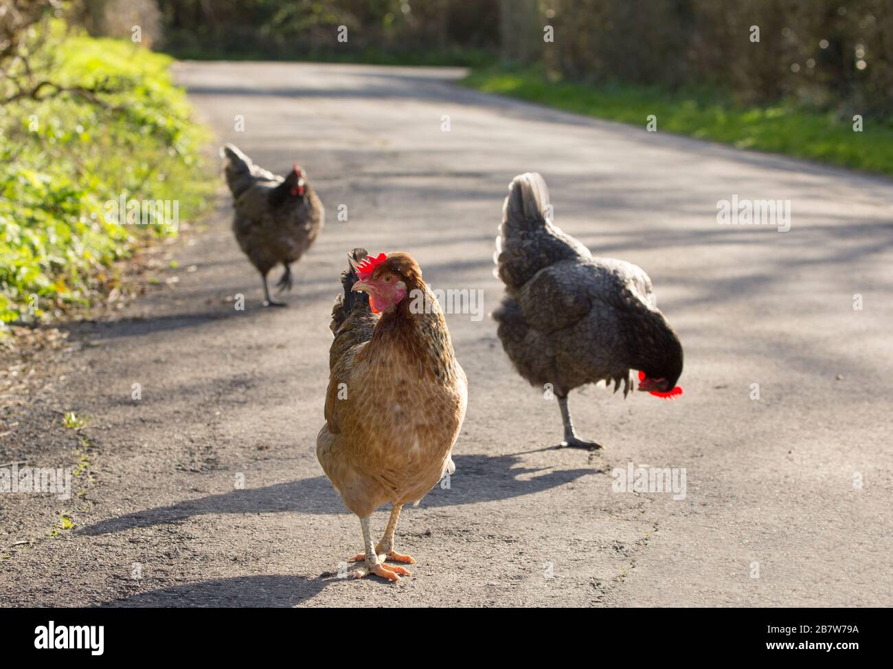 Poulets sur le côté d'une route de pays en mars 2020. North Dorset Angleterre Royaume-Uni GB. Les poules étaient en forte demande lors de l'éclosion de coronavirus. Banque D'Images