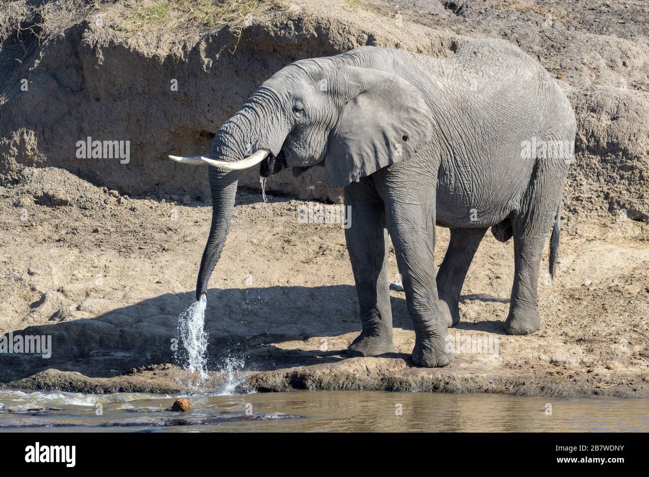 Éléphant d'Afrique (Loxodonta africana) eau potable de taureau à la rivière, rivière Mara, parc national Serengeti, Tanzanie. Banque D'Images