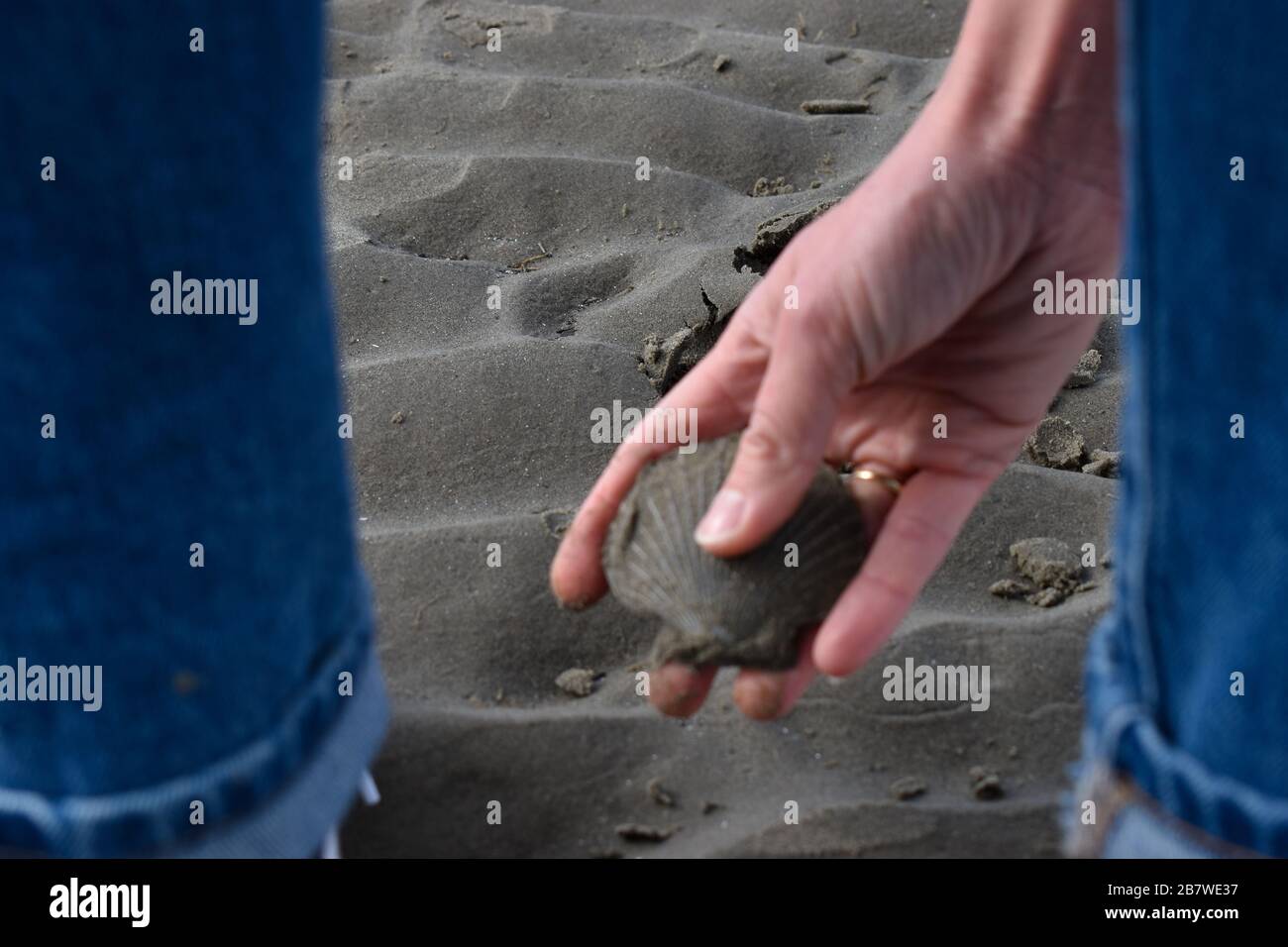 Gros plan sur une main d'une femme qui collecte des coquillages sur le sable d'une plage. Prendre des coquillages sur la plage en Irlande Banque D'Images