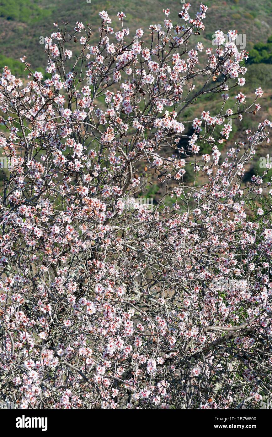 L'amande a fleuri en février dans l'Algarve, au Portugal Banque D'Images