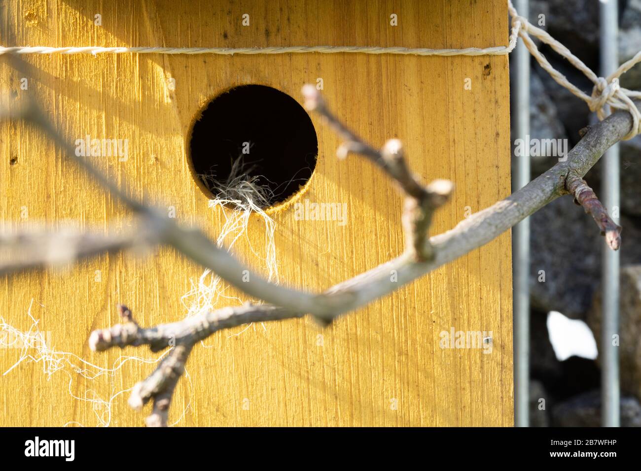 Entrée d'une boîte à oiseaux jaune jovial avec brindilles Banque D'Images