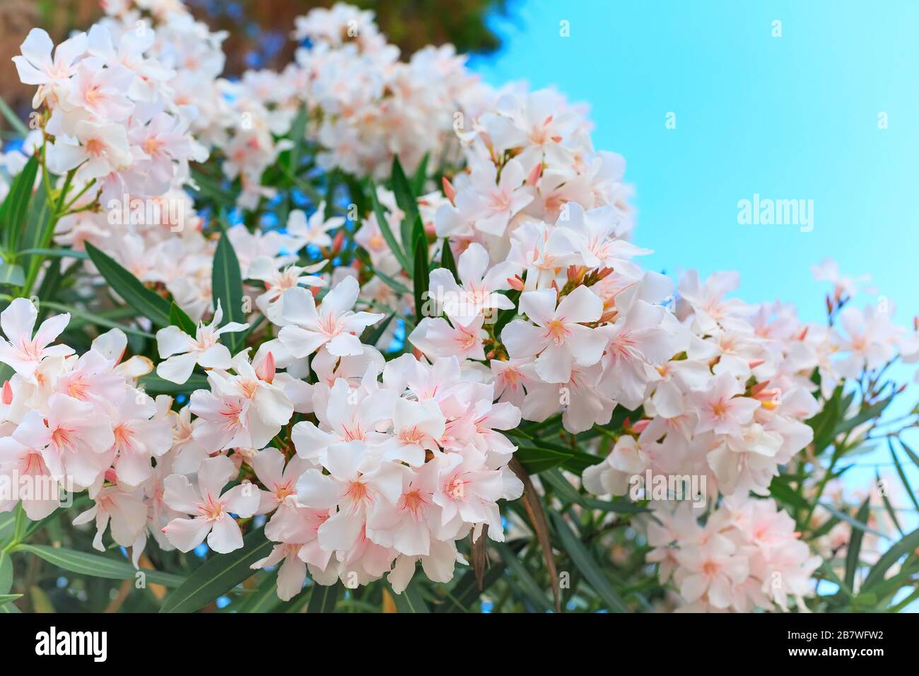 Nérium oléander en fleurs, fleurs blanches et roses et feuilles vertes Banque D'Images