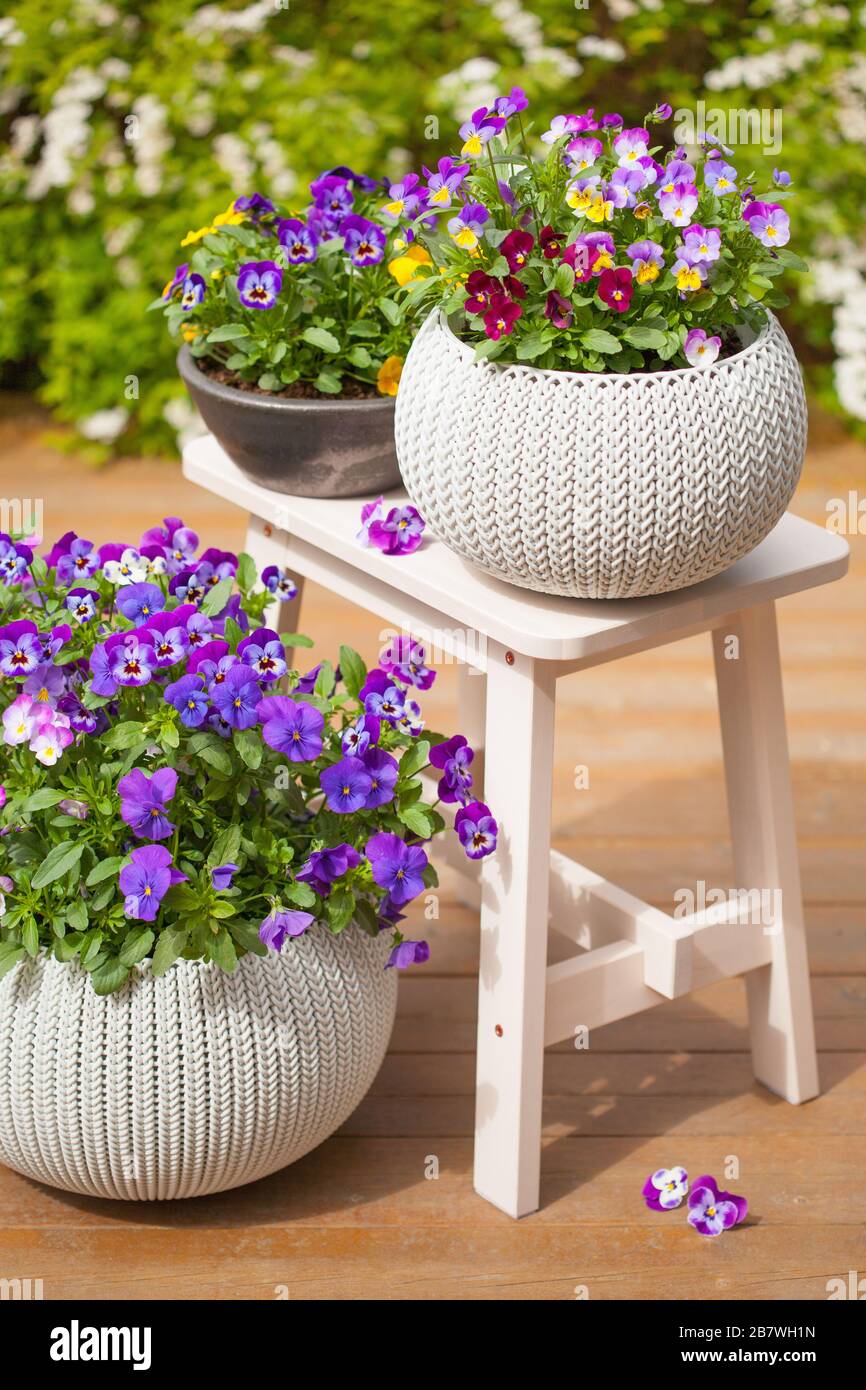 De belles fleurs d'été pensée dans les pots de jardin en Banque D'Images