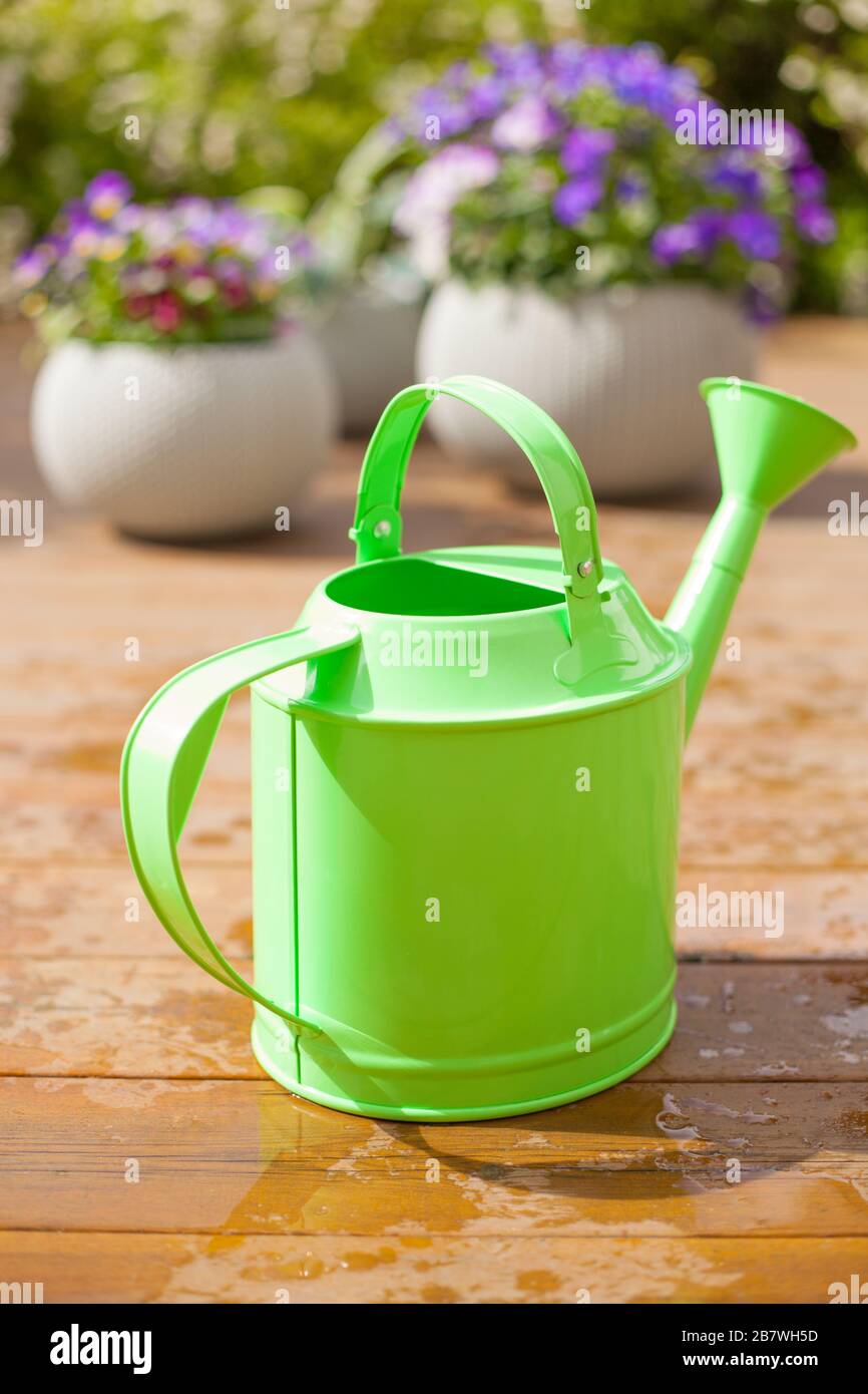 Arrosoir et belles fleurs d'été pensée dans les pots de jardin en Banque D'Images