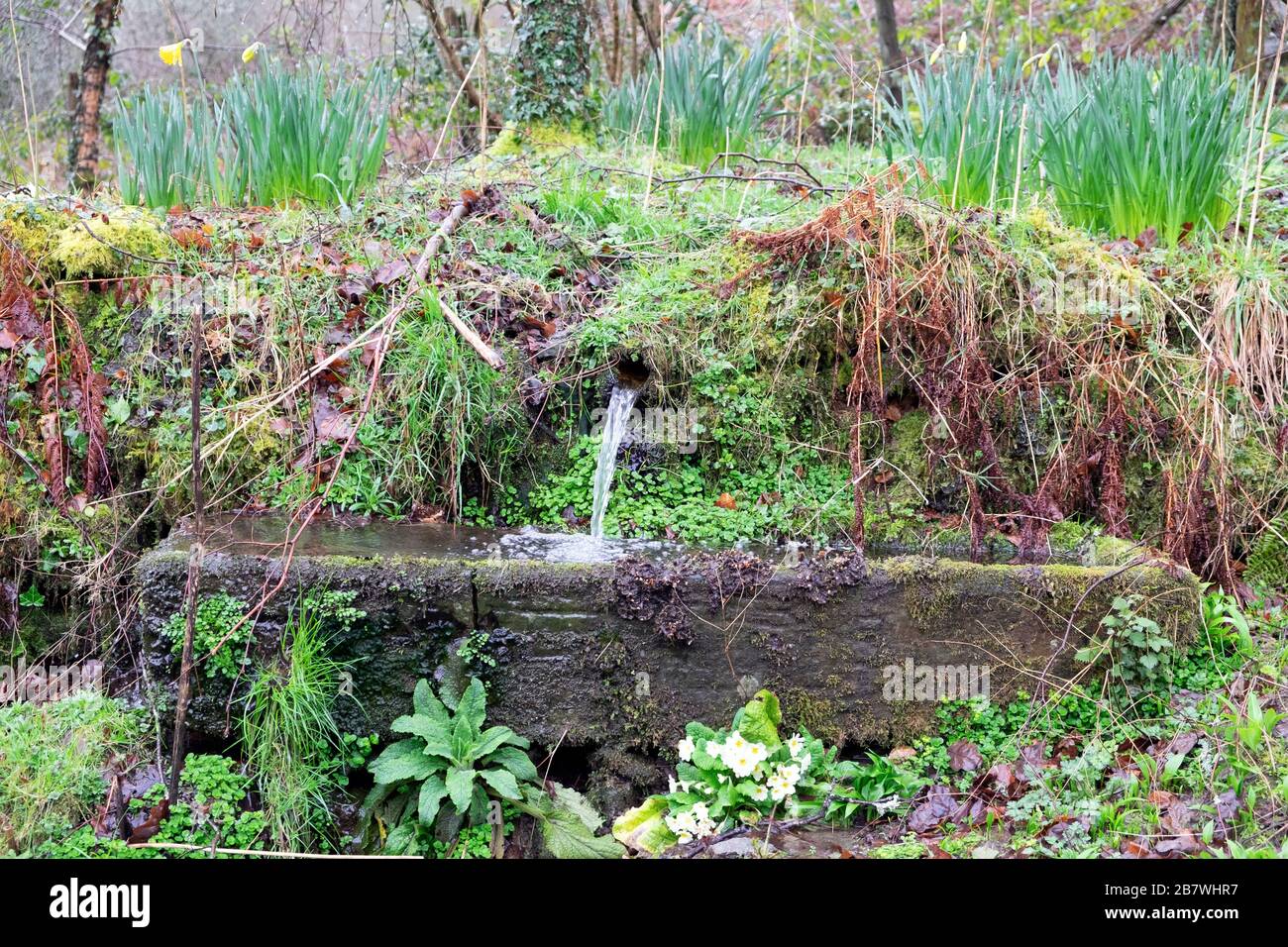 Auge d'eau dans un jardin boisé avec des bulbes et des plantes sauvages dans le Carmarthenshire Pays de Galles UK KATHY DEWITT Banque D'Images