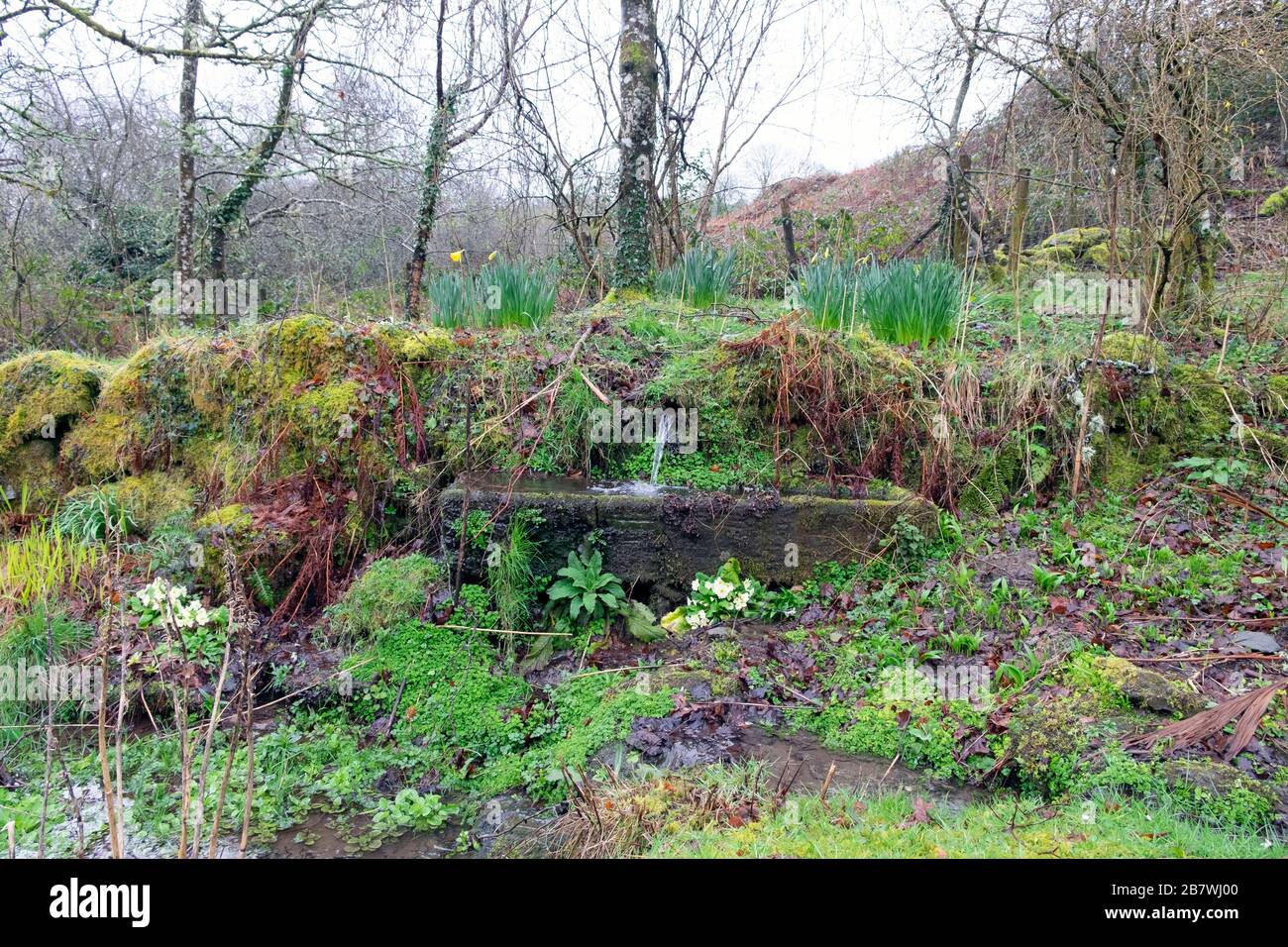 Bac à eau en pierre dans un jardin boisé avec des hostas, des jonquilles, des primroses, des bulbes de printemps et des plantes sauvages à Carmarthenshire Wales UK KATHY DEWITT Banque D'Images