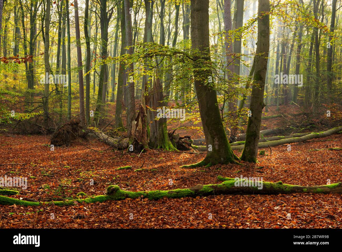 Forêt de hêtre intacte en automne, le soleil brille par le brouillard, le parc national de Mueritz, le sous-secteur de Serrahn, site du patrimoine mondial de l'UNESCO de hêtre vierge Banque D'Images