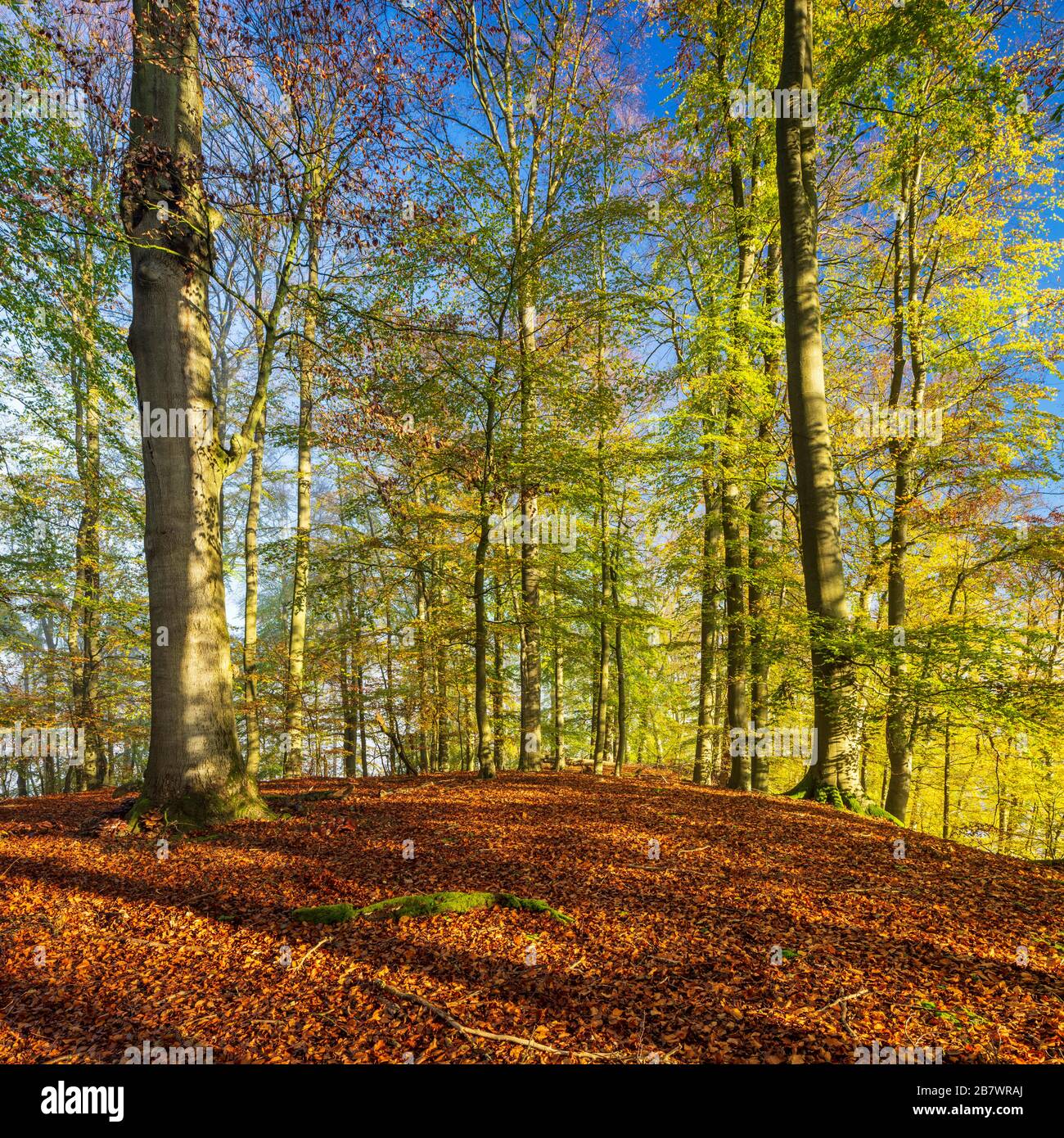 Forêt de hêtre sauvage ensoleillée en automne, parc national de Mueritz, sous-région de Serrahn, site du patrimoine mondial de l'UNESCO site des forêts vierges de hêtre du Banque D'Images