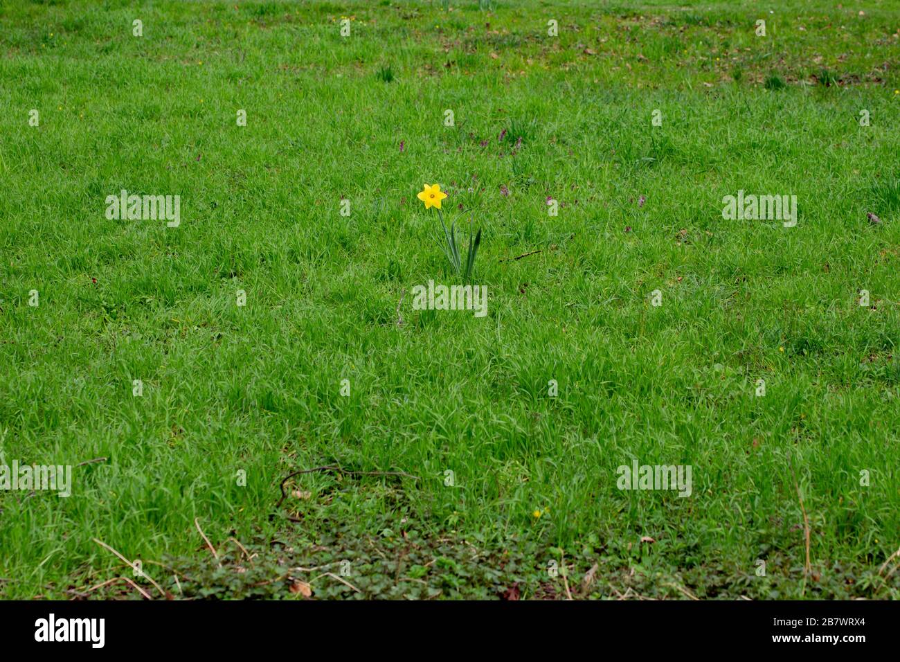 Jonquille simple debout seul dans le centre entouré d'herbe, également appelé Narcisse pseudonarcissus Banque D'Images