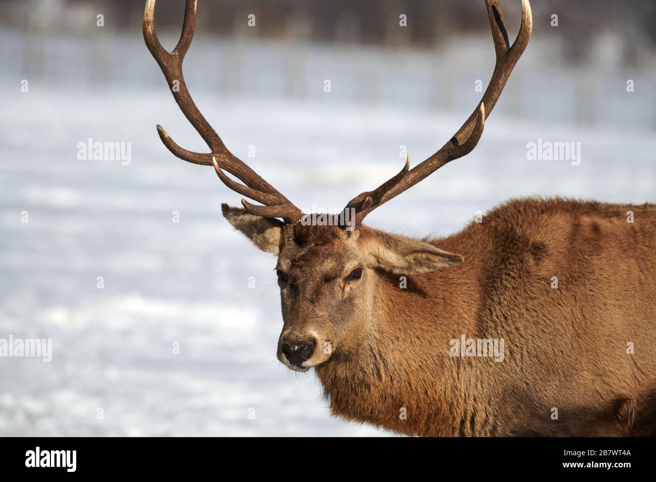 Carpathian brown deer (Cervus elaphus) dans la nature en hiver, Roumanie, Europe Banque D'Images