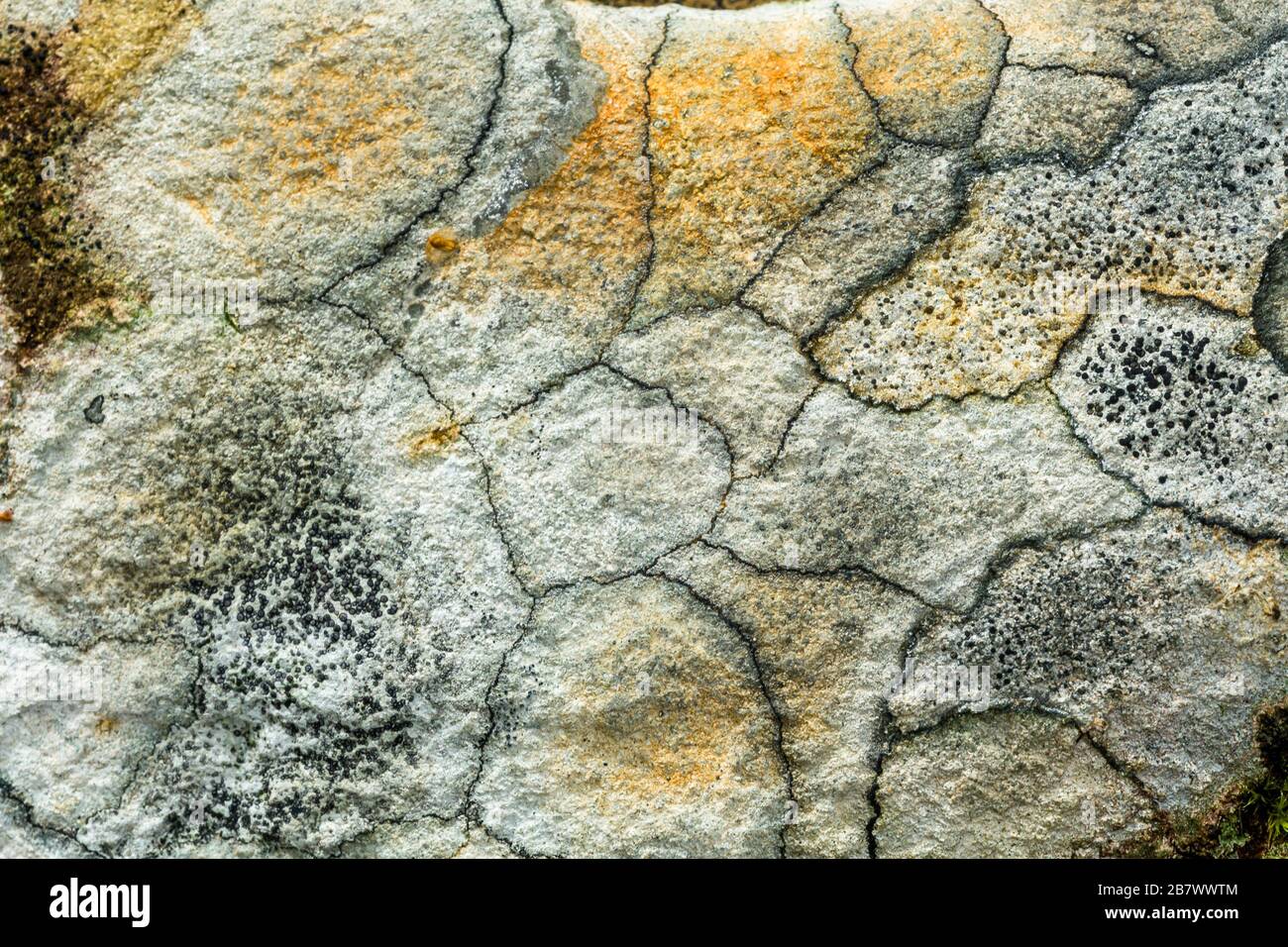 Carte lichen Rhizocarpon géographicum formant un motif abstrait sur un rocher en Écosse Banque D'Images