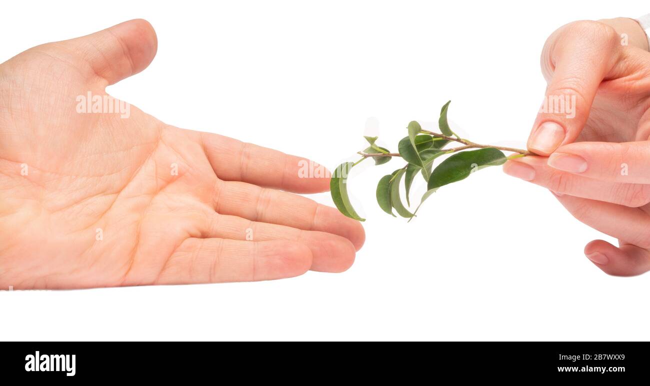 branche verte sur les femmes donnant aux hommes la main, l'amour, la communication et les relations entre une paire humaine, mâle et femelle, et la pensée écologique. Isola Banque D'Images