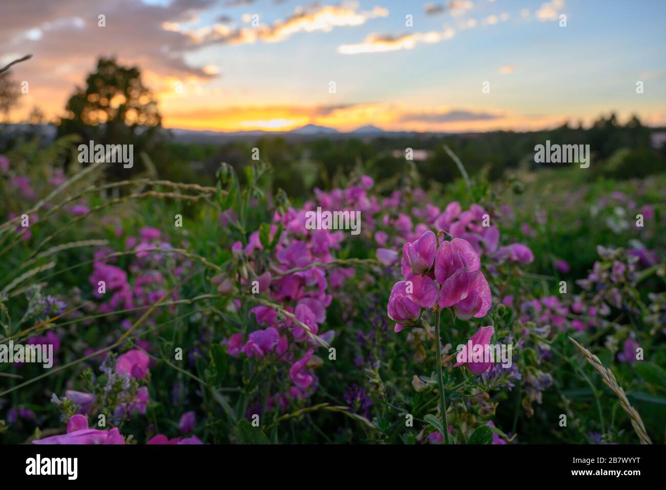 Fleurs roses et violettes dans le Wyoming Meadow au coucher du soleil Banque D'Images