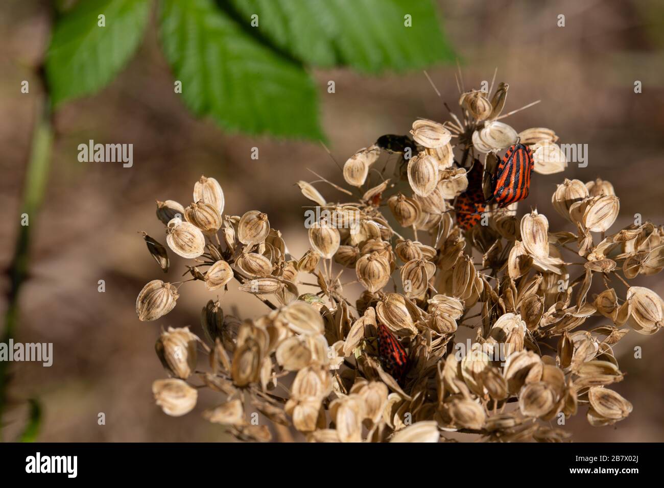 Des insectes à rayures rampent sur des umbels Banque D'Images