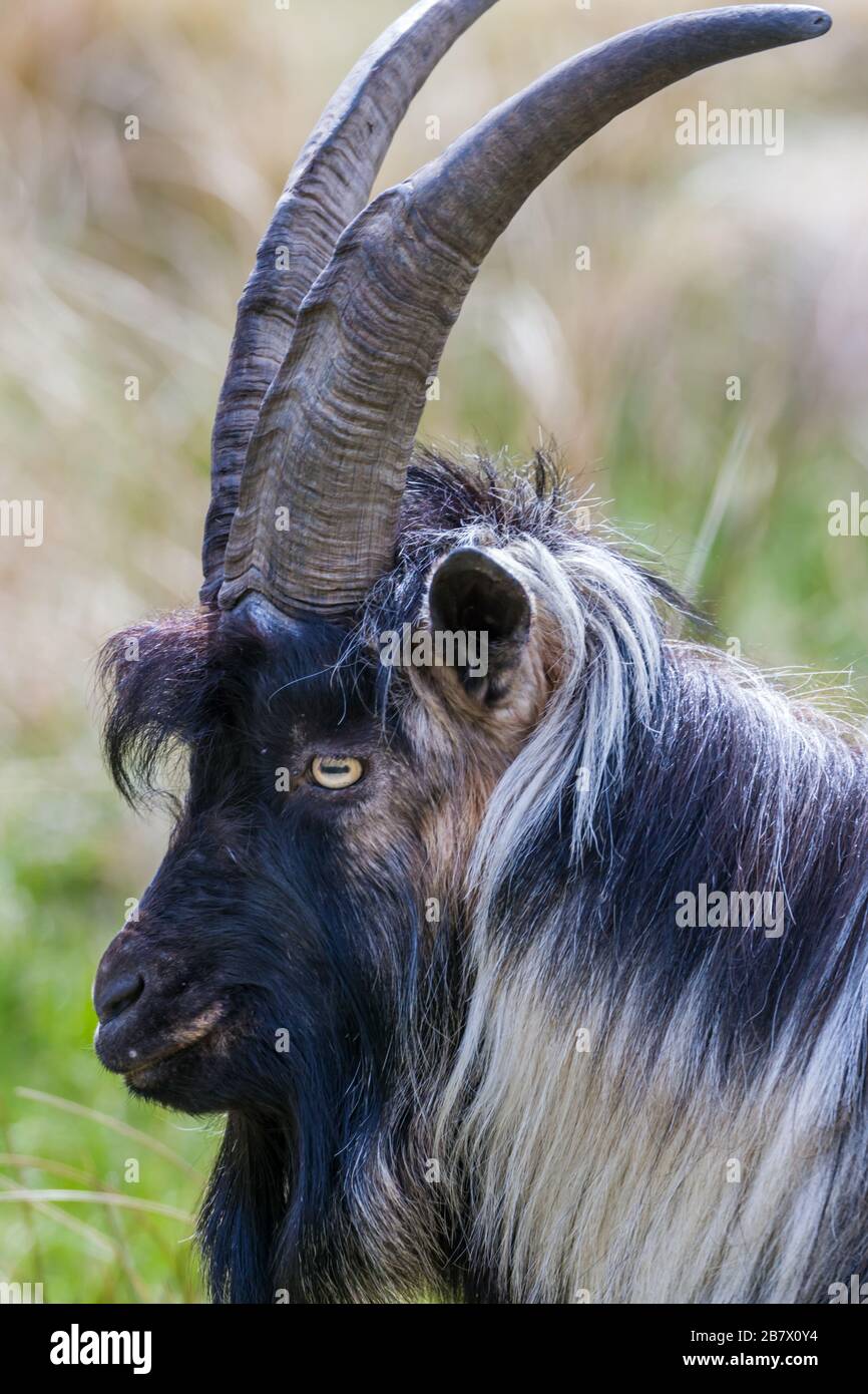 Chèvre méral adulte Capra aeagrus dans les pâturages bruts dans les Highlands d'Écosse Banque D'Images