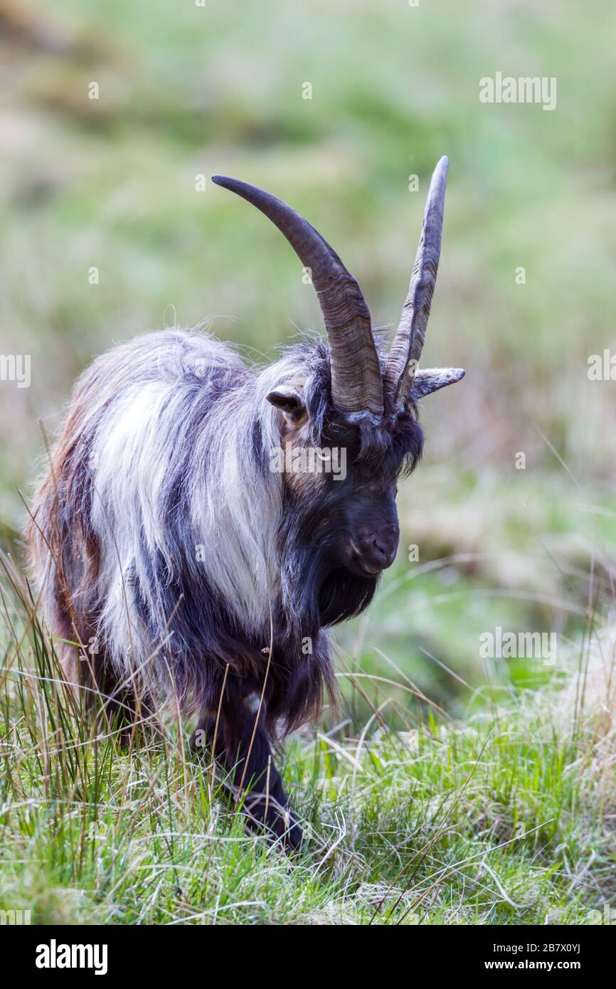 Chèvre méral adulte Capra aeagrus dans les pâturages bruts dans les Highlands d'Écosse Banque D'Images