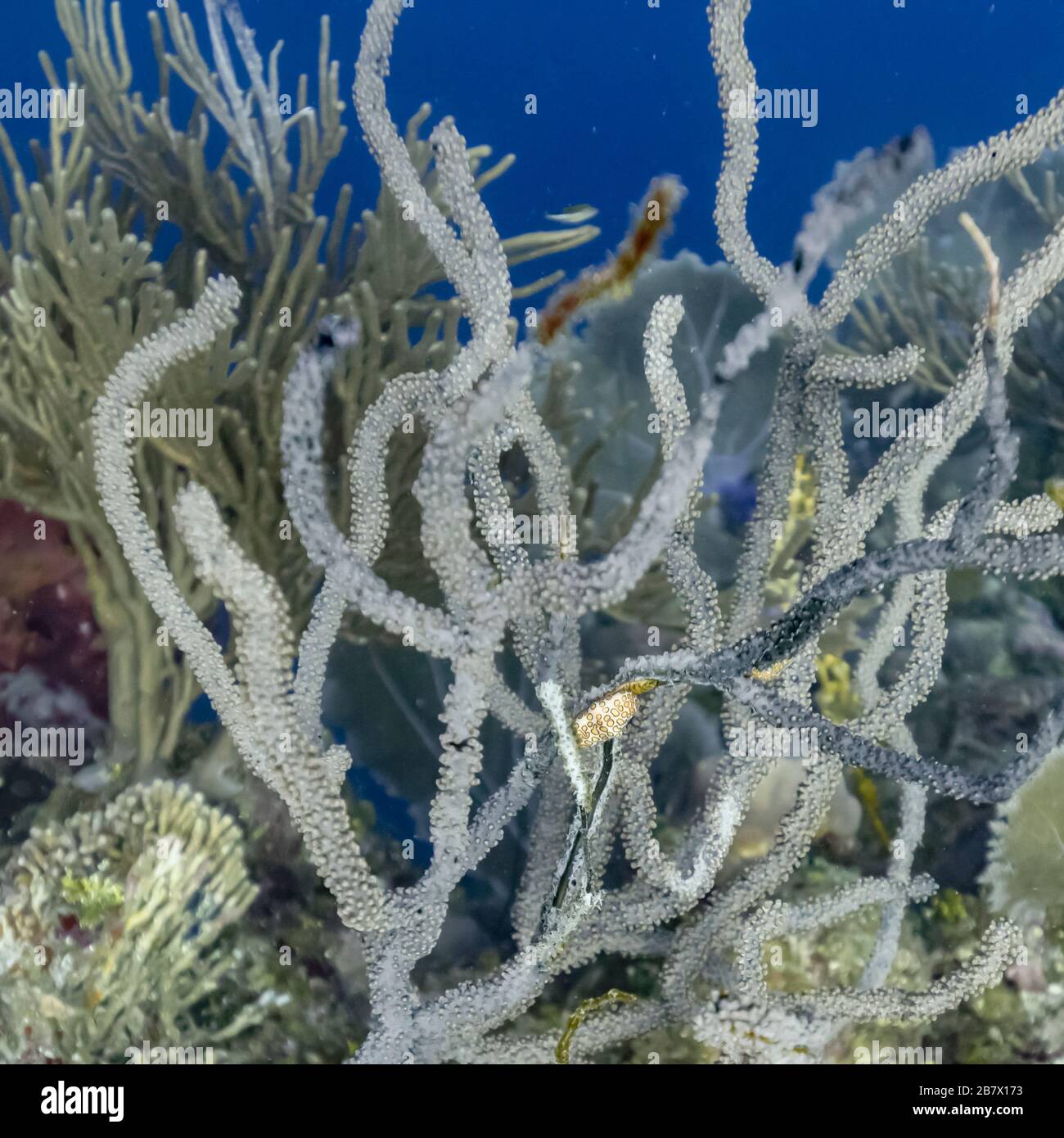 Coraux sous-marins, cimetière Wall Dive site, Roatan, Honduras Banque D'Images