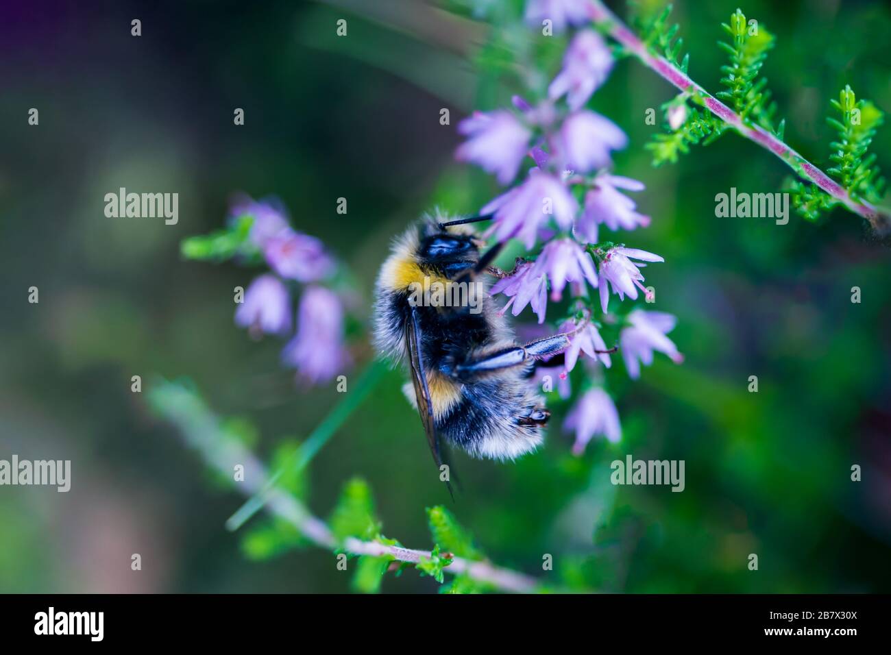 Bumblebee Bombus terretris à queue buffée sur les fleurs de bruyère Banque D'Images