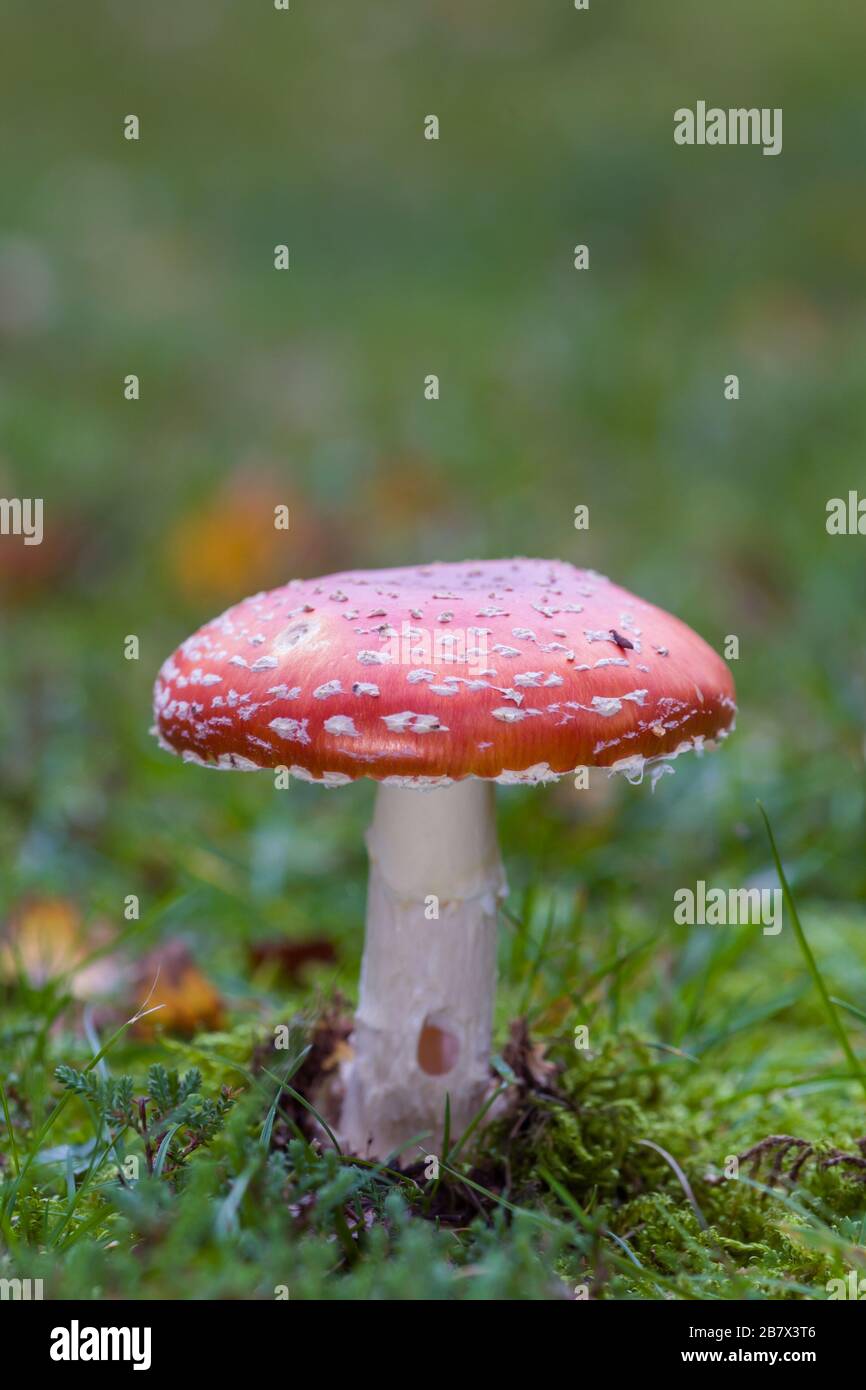 Mouche agaric Amanita muscia croissant sur l'herbe Banque D'Images