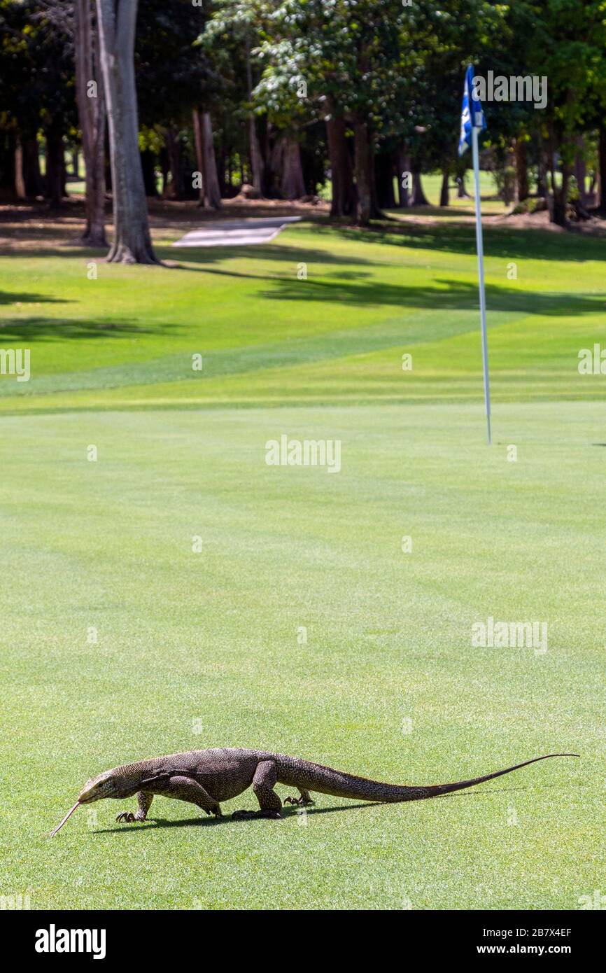 Un lézard de surveillance asiatique qui traverse le 8ème vert d'entraînement au Els Club, Rainforest course, Langkawi, Malaisie, Asie. Banque D'Images