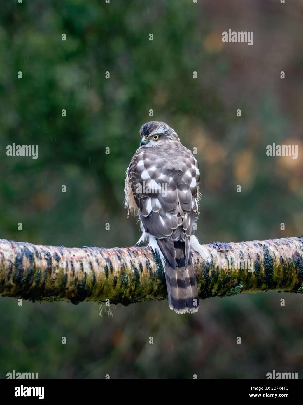 Sparrowwawk Accipiter nisus juvénile assis sur la branche d'arbres Highlands of Scotland Banque D'Images