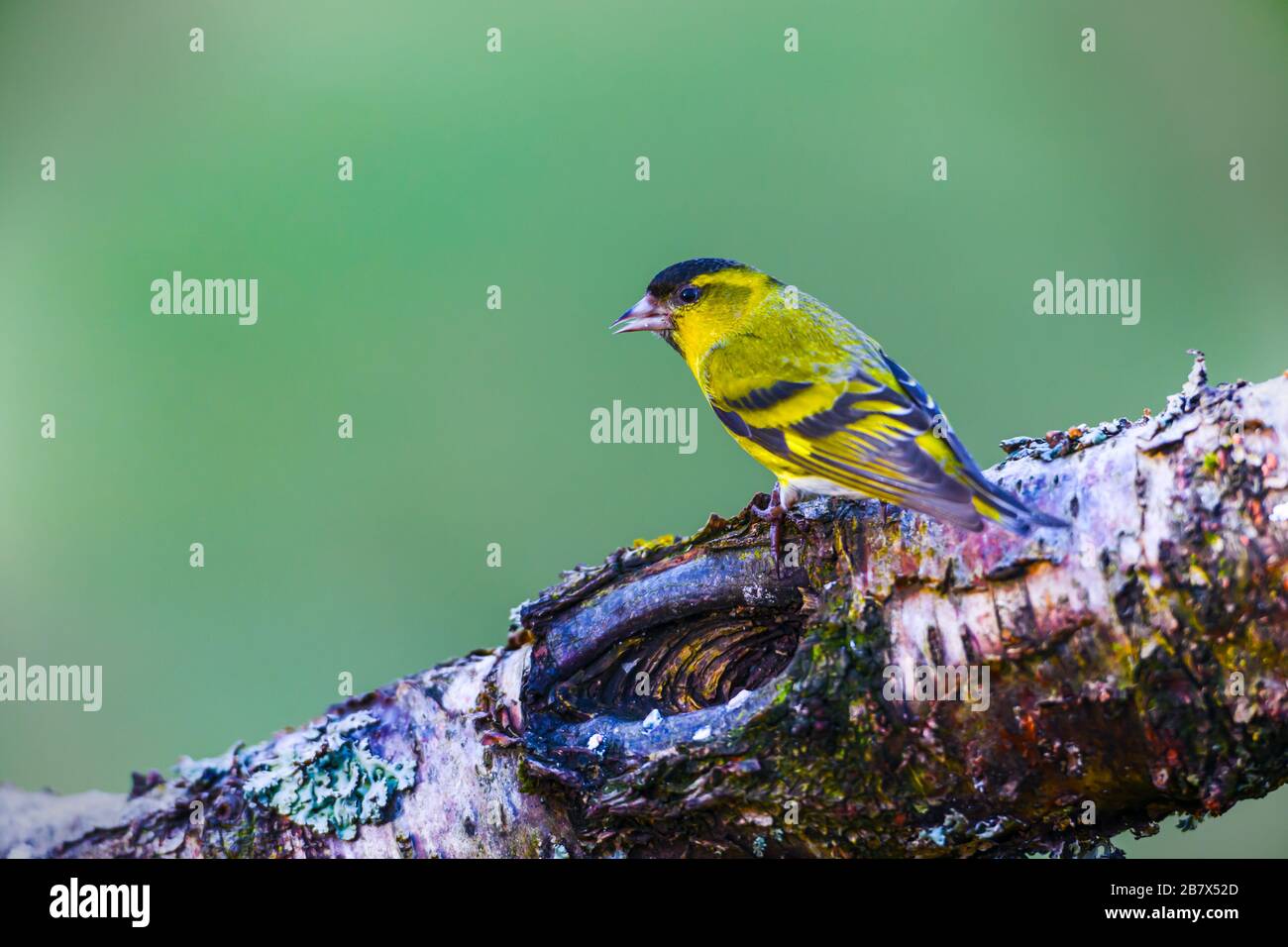 Mâle européen Siskin Spinus spinus sur branche Banque D'Images