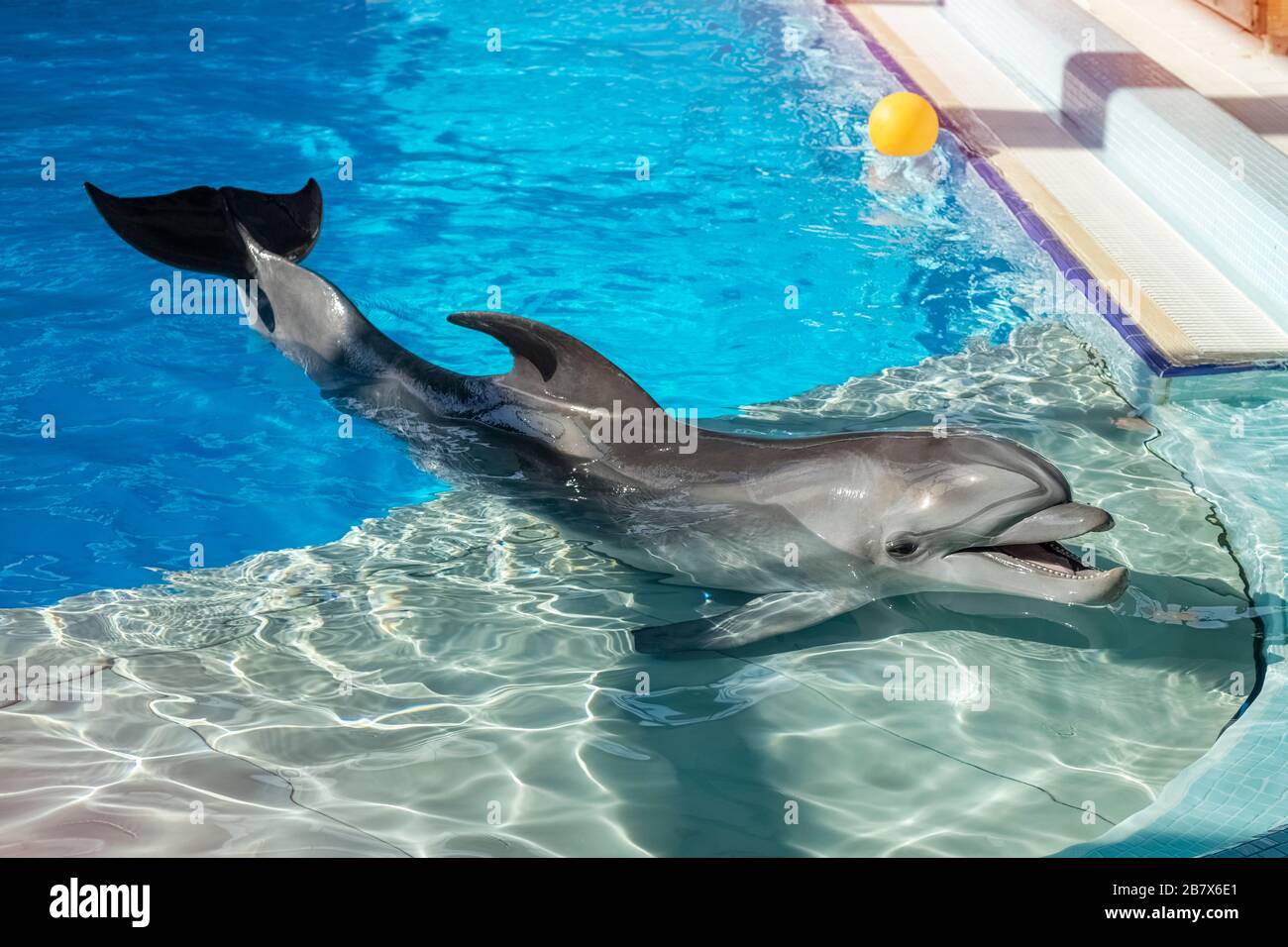 Dauphin formé dans l'aquarium, delphinariums. Spectacle avec les dauphins. L'entraîneur travaille avec un dauphin formé dans la piscine. Espace de copie Banque D'Images