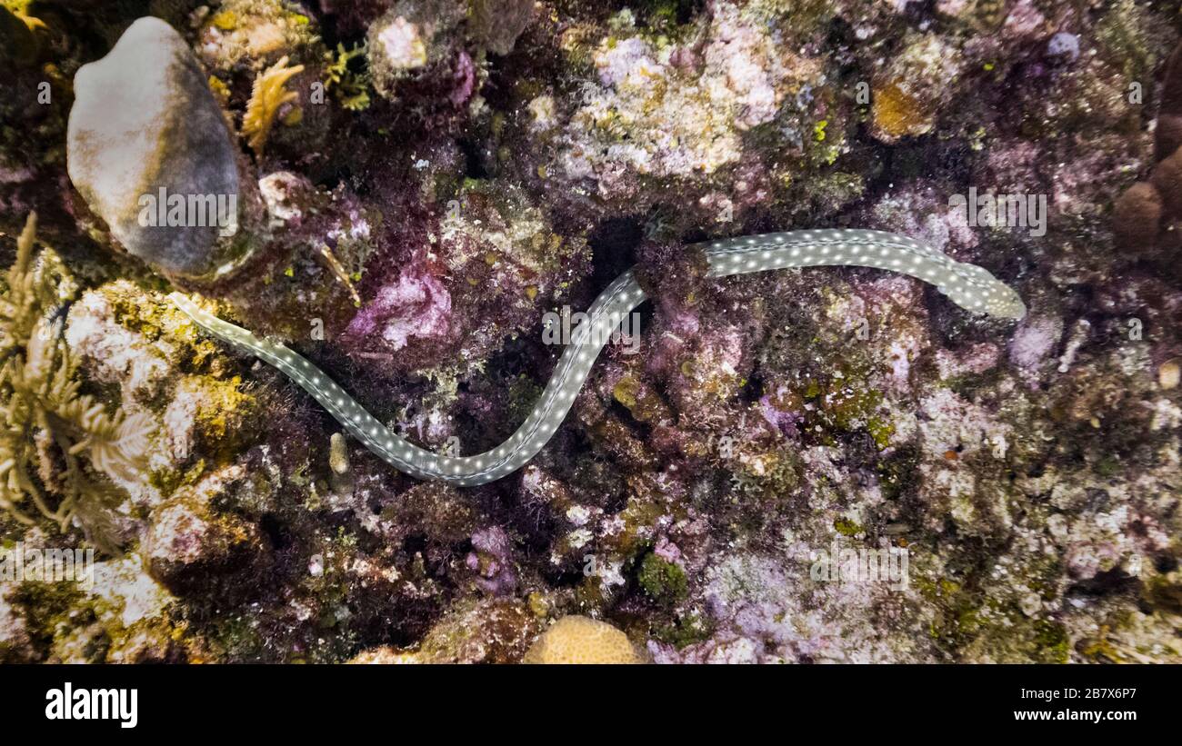 Sharp, Tail Eel, Aquario Dive site, Roatan, Honduras Banque D'Images