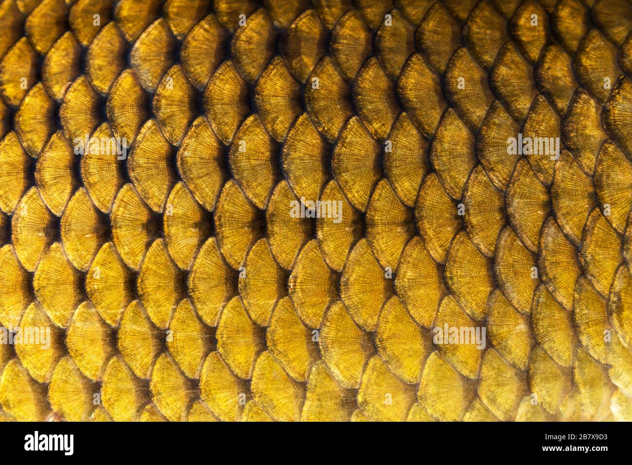 Big carpe sauvage motif peau de poisson texturé échelles macro-vision. Or Photo modèle texturé écailleuse. Selective focus, faible profondeur champ. Banque D'Images