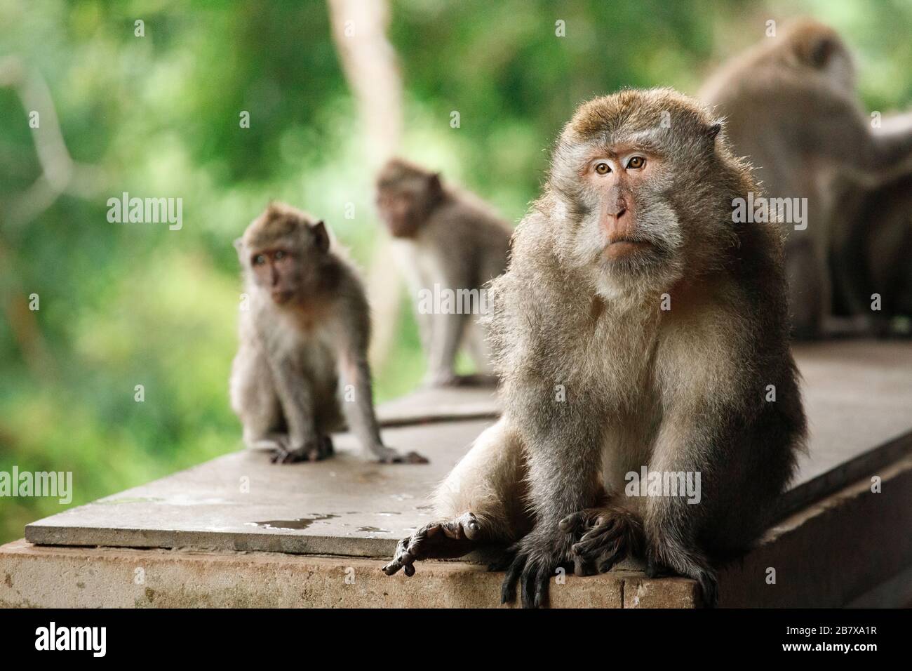 Macaques à queue longue dans la forêt des singes sacrés, Ubud, Indonésie Banque D'Images