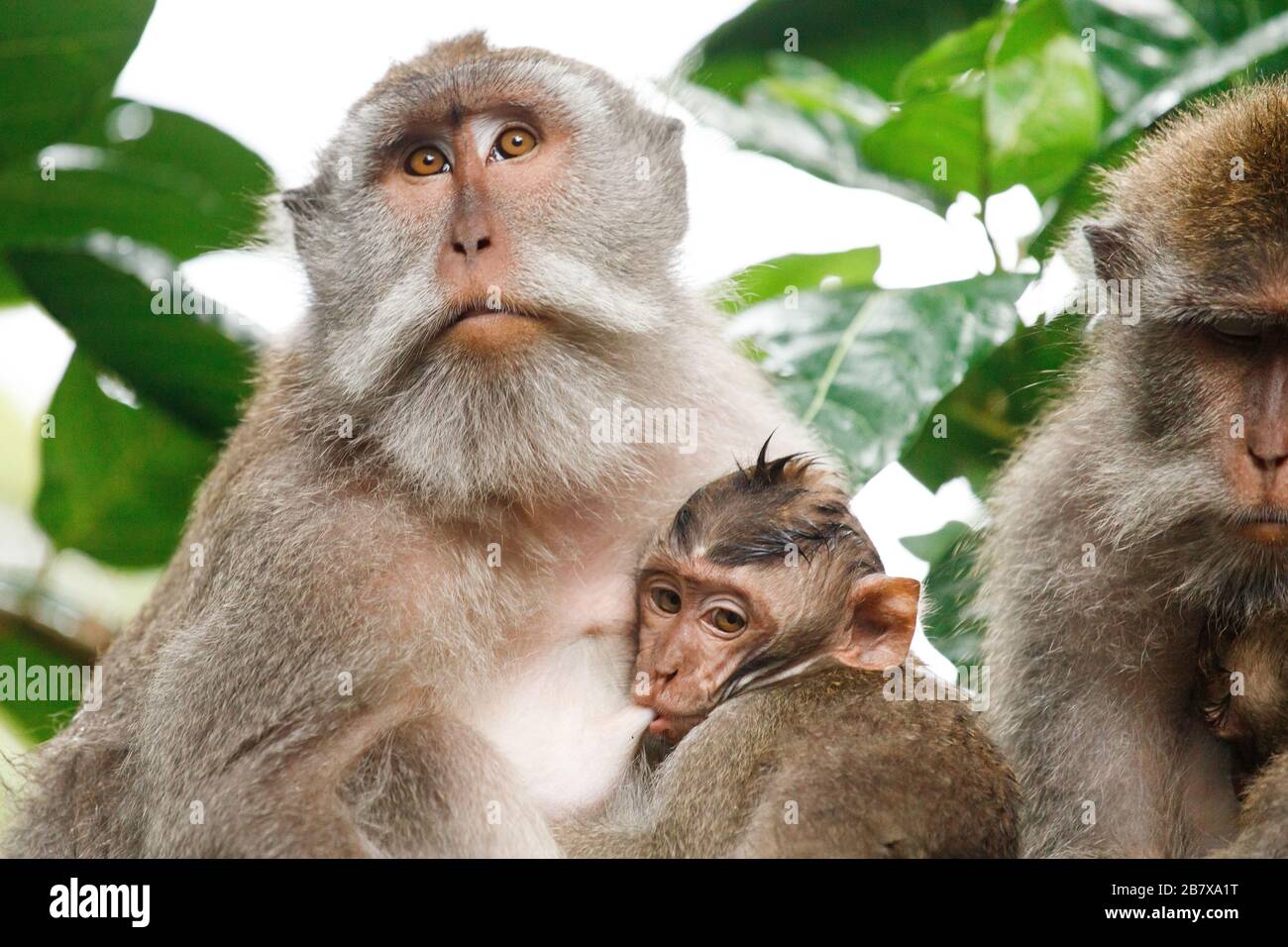 La famille singe monkey forest sacrée à Ubud Bali Indonésie Banque D'Images