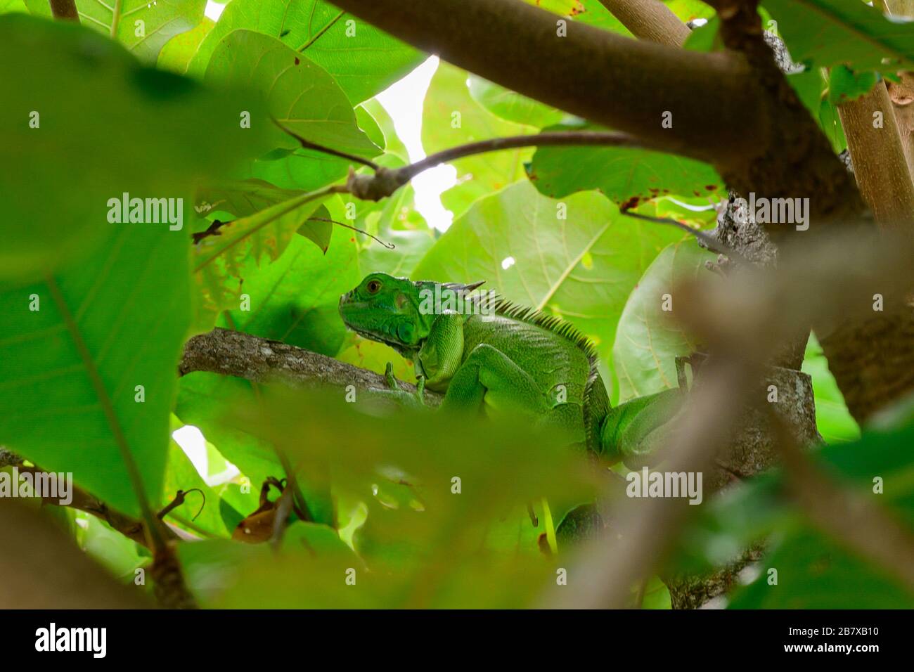 Iguana verte perché sur la branche, Barefoot Cay, Roatan, Honduras Banque D'Images