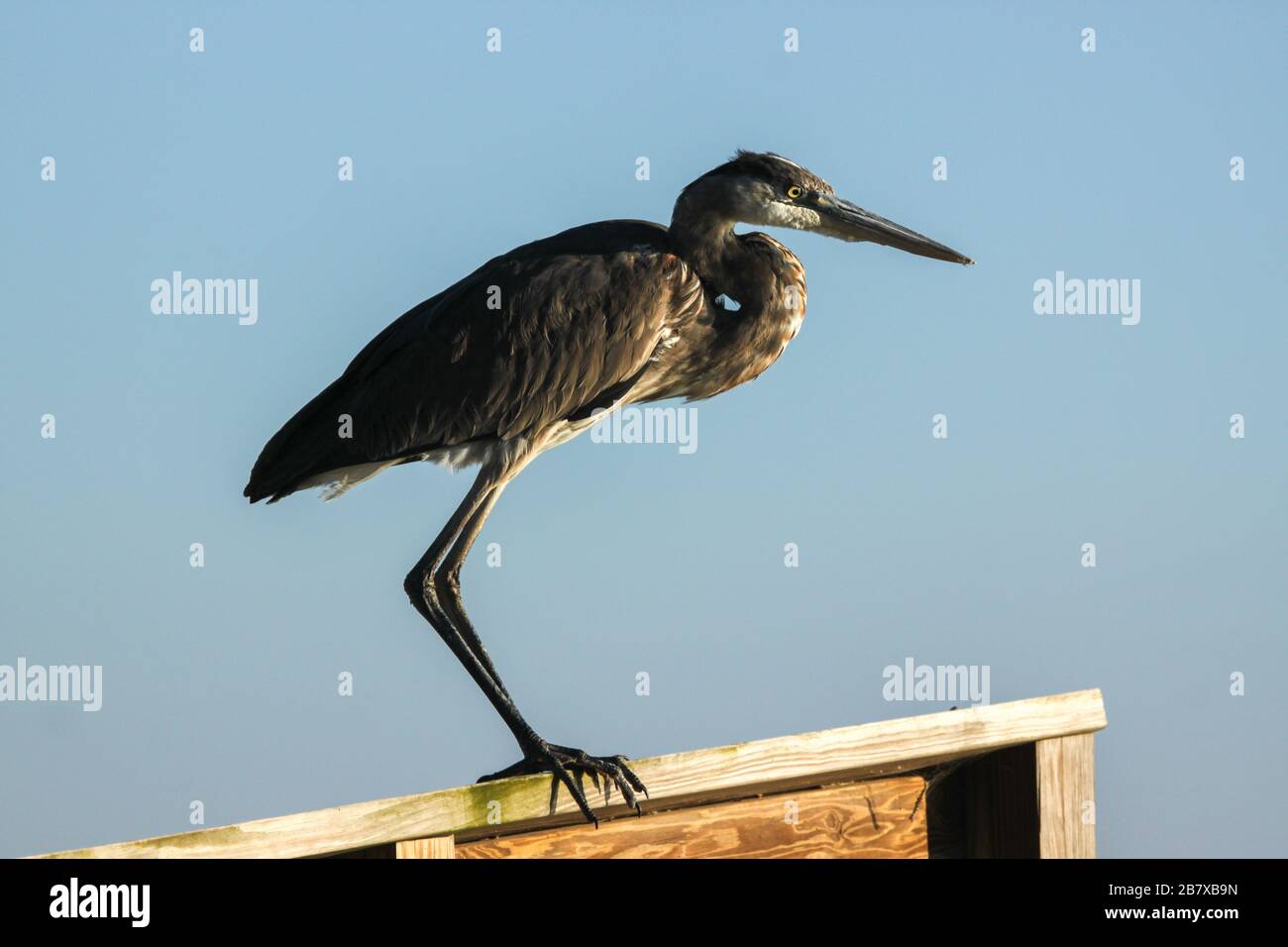 Great Blue Heron recherche de la nourriture sur Little Talbot Island, Floride Banque D'Images