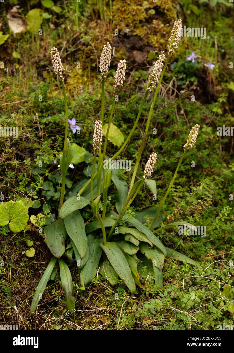 Neotinea maculata une orchidée des îles Canaries, photo prise sur la Gomera Banque D'Images