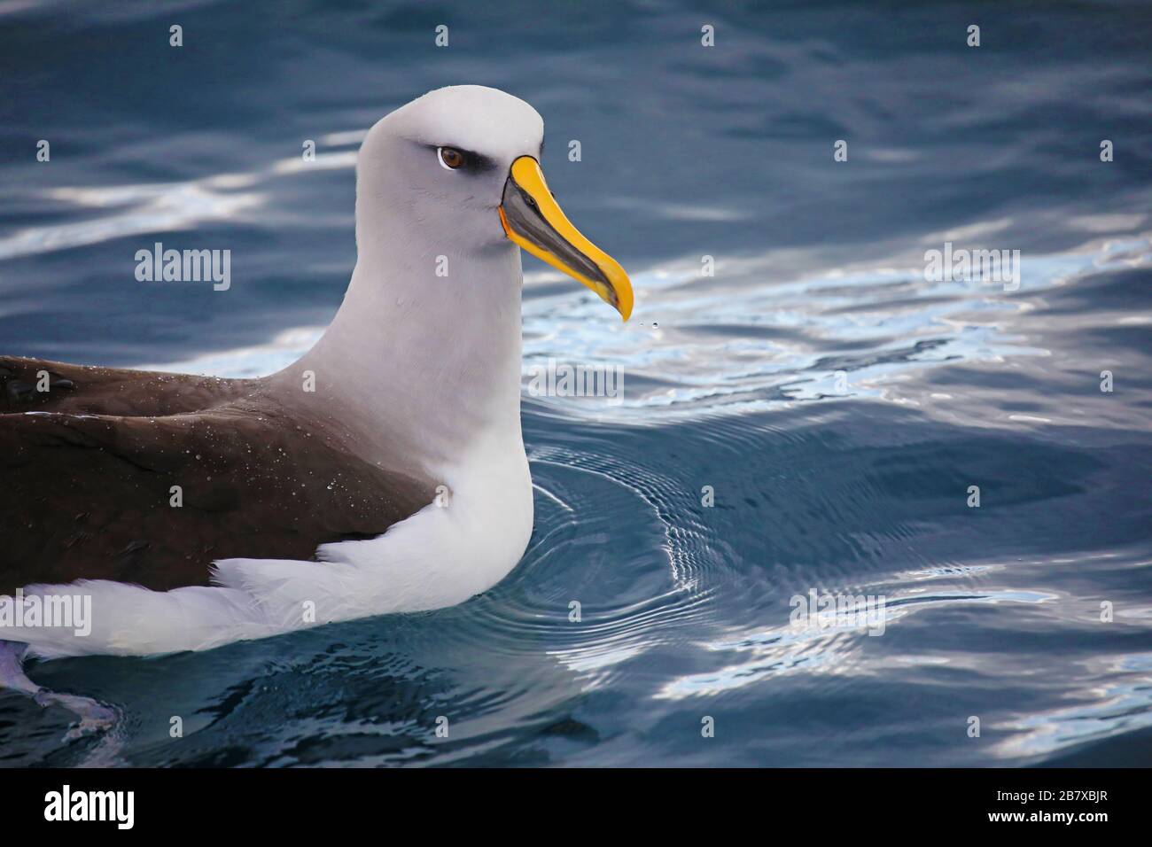 Albatros de Buller flottant sur l'eau, Nouvelle-Zélande Banque D'Images