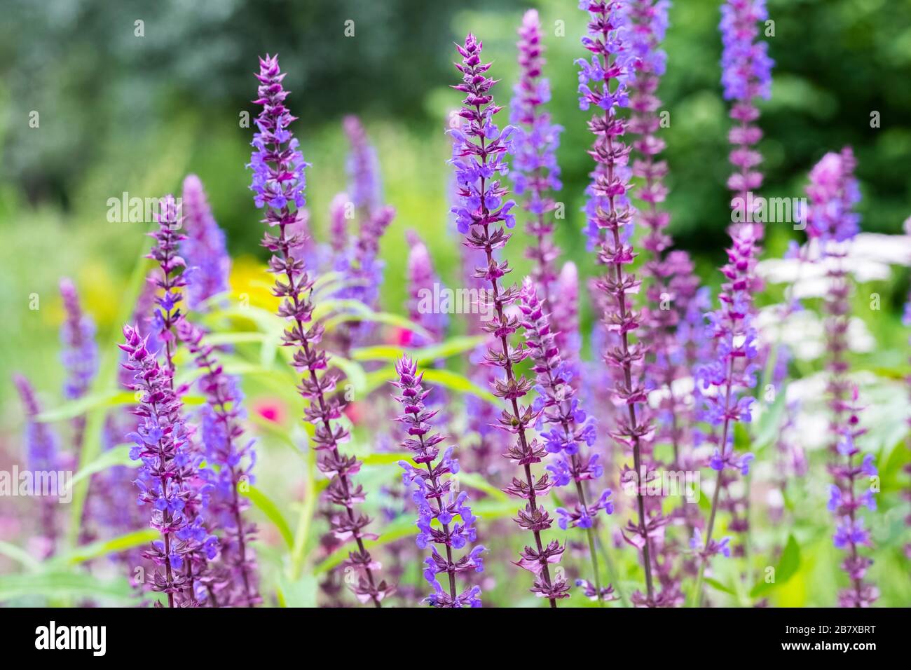 Forêt de chêne de sauge en fleurs, forêt. Salvia nemorosa. Concept de jardinage Banque D'Images