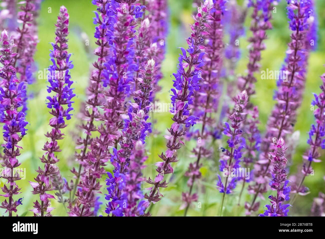 Forêt de chêne de sauge en fleurs, forêt. Salvia nemorosa. Le concept de jardinage. Contexte Banque D'Images