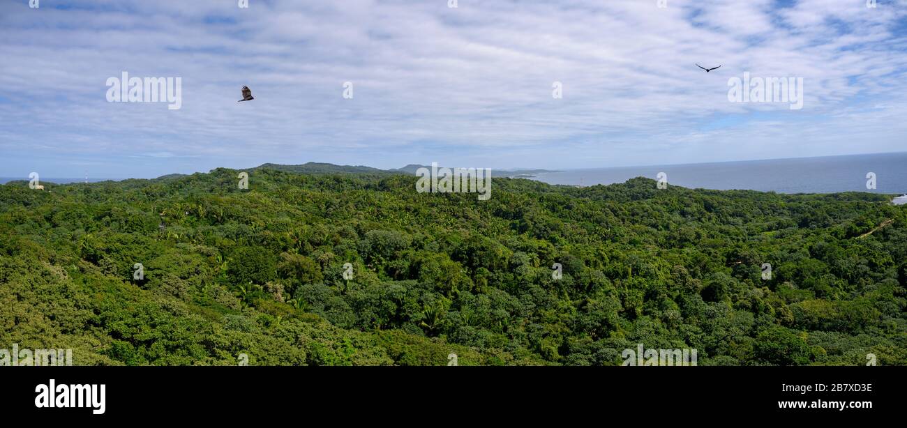 Vue panoramique sur le paysage, Roatan, Honduras Banque D'Images