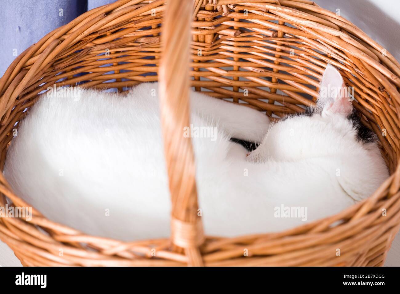 Un chat noir et blanc (Felis catus) s'endormit rapidement dans un baker en osier Banque D'Images