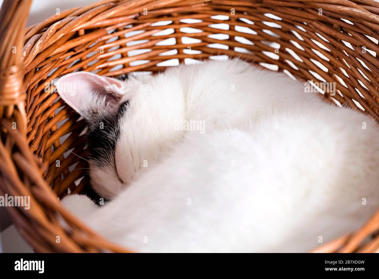 Un chat noir et blanc (Felis catus) s'endormit rapidement dans un baker en osier Banque D'Images