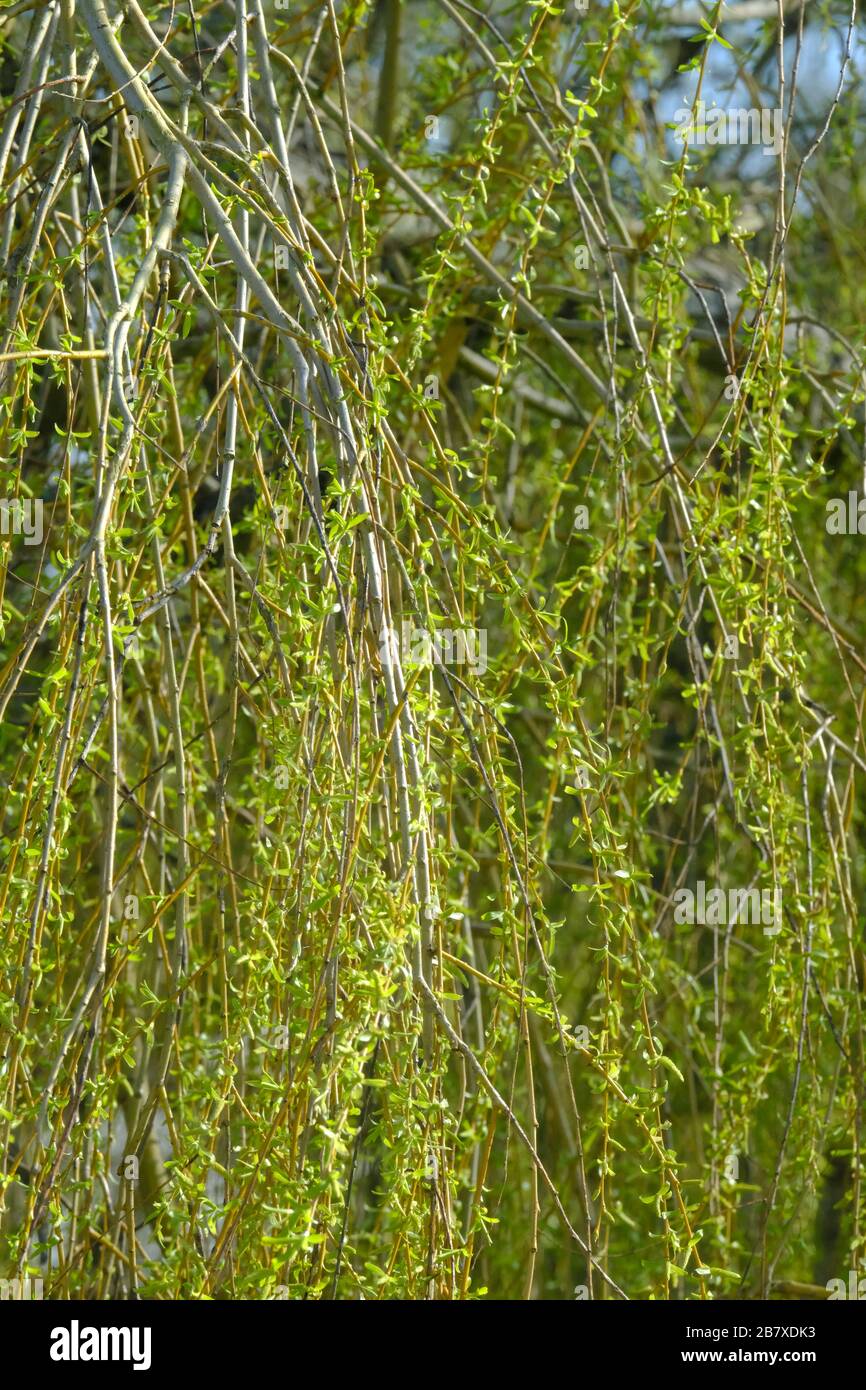 Des bourgeons de saule (Salix babylonica) au début du printemps au Royaume-Uni Banque D'Images