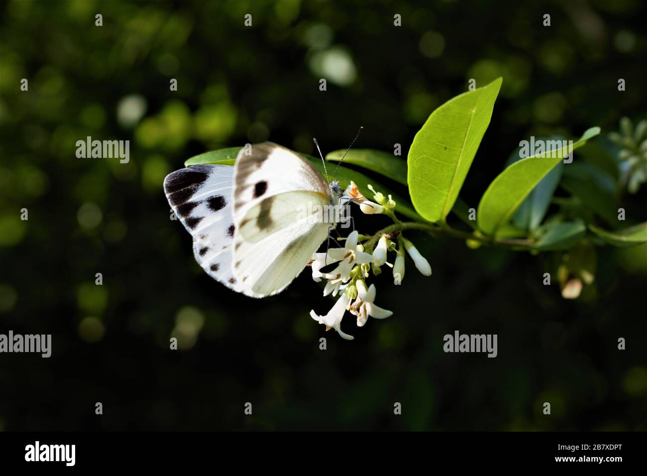 Papillon au parc national de Bukhansan, Séoul, Corée Banque D'Images