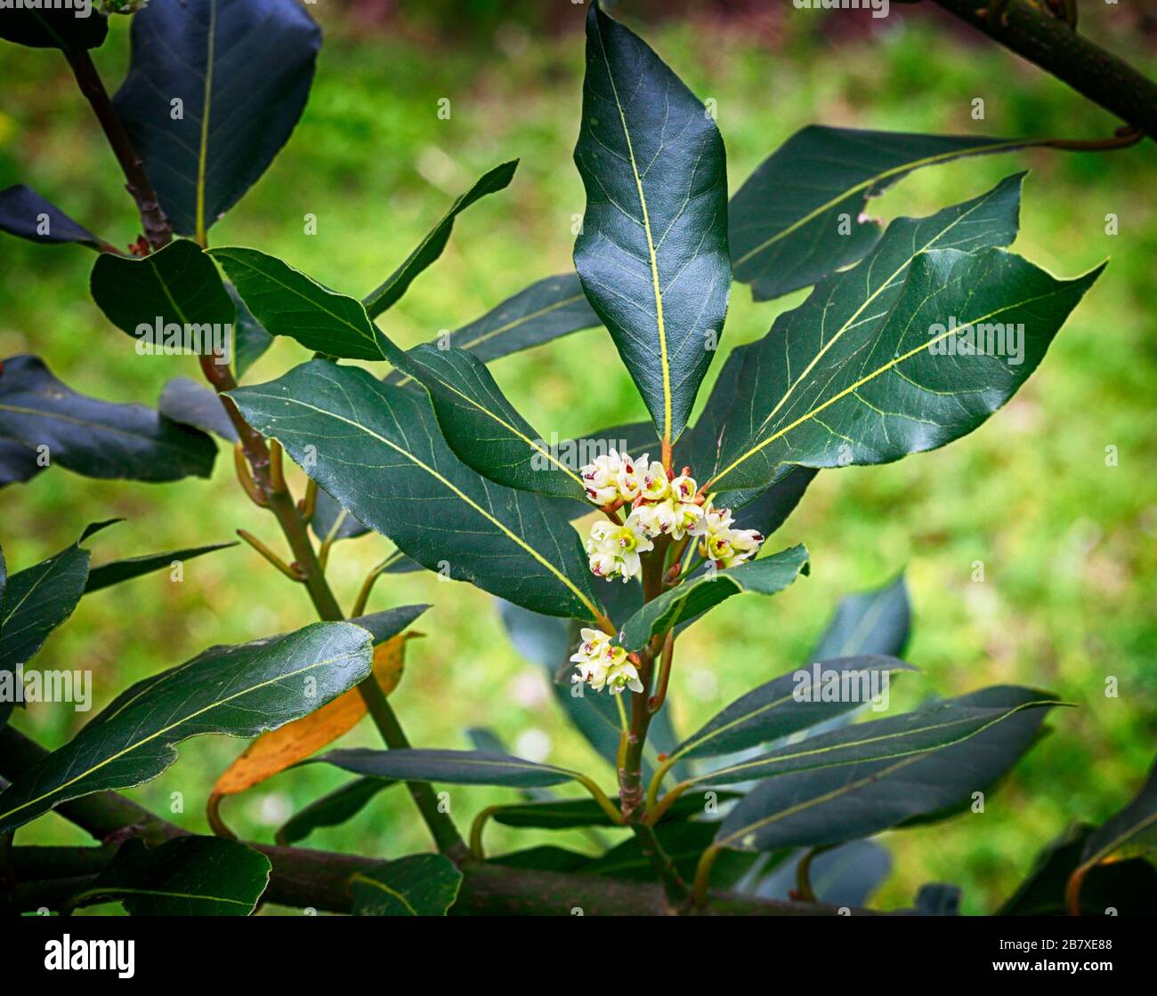 Arbre de baie fleuri. Feuilles de baie avec fleurs de fleurs, floraison printanière. Banque D'Images