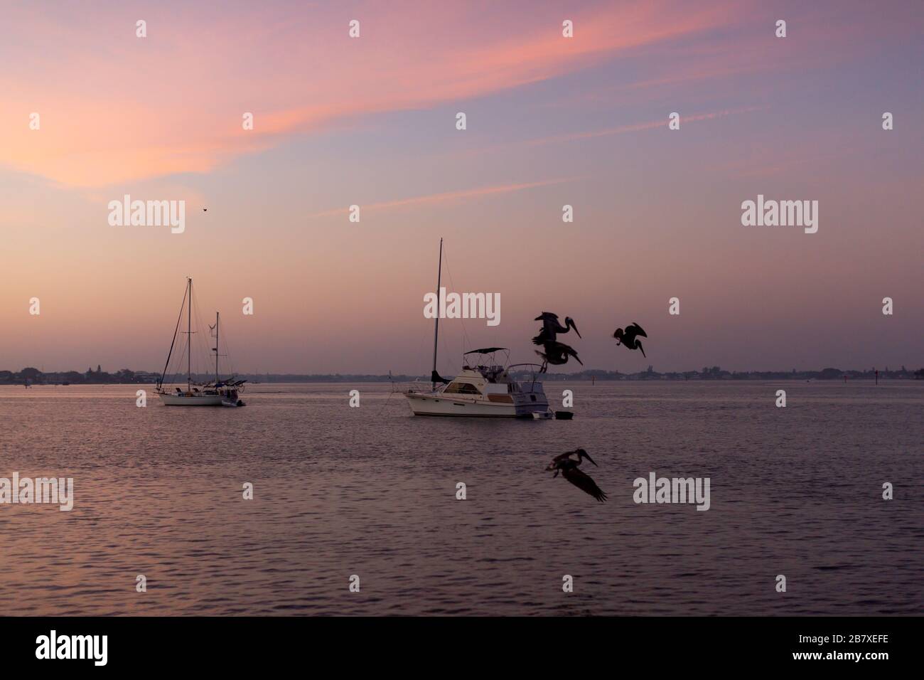 Les pélicans bruns plongent pour pêcher tôt le matin dans l'eau au large de Sarasota Florida, États-Unis. Banque D'Images