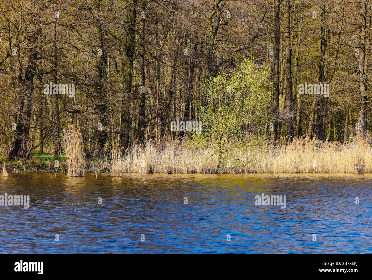 Le vert est l'espoir ... Printemps au Kellersee à Malente, Ostholstein, Allemagne du Nord Banque D'Images