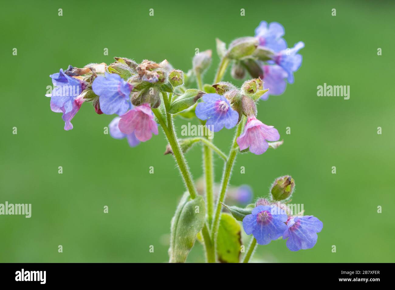 Gros plan de fleurs sauvages communes de lungwort (Pulmonaria officinalis), Royaume-Uni Banque D'Images