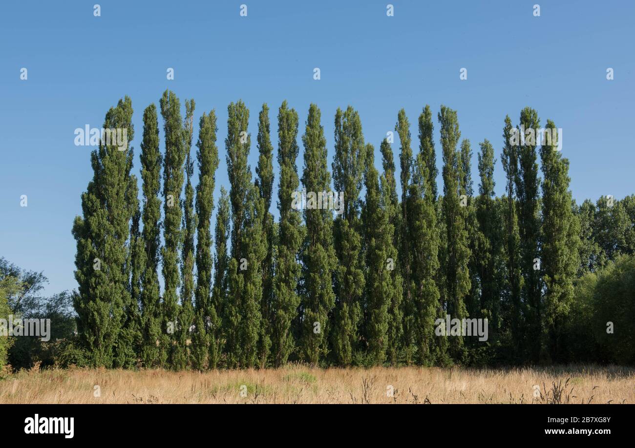 Rangée de peupliers de Lombardie (Populus 'Italica') sur la rive de la rivière Avon dans le Warwickshire rural, Angleterre, Royaume-Uni Banque D'Images