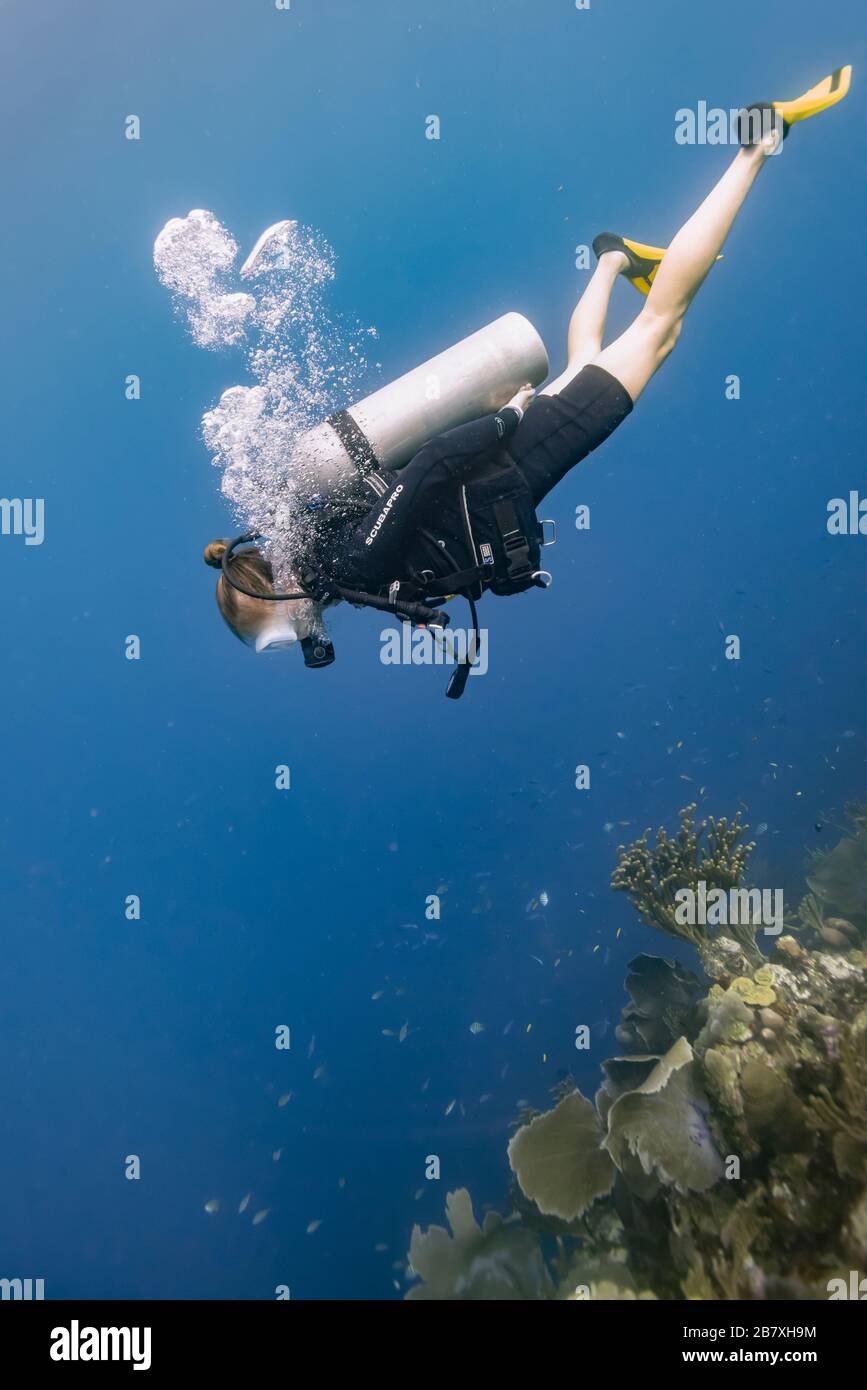 Côté sud de l'île de Roatan - site de plongée - mur du cimetière Banque D'Images